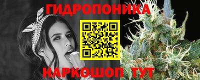 шишки Шебекино